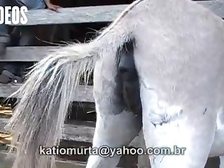 Letting A Horse Fuck Me What Kind Of Woman Was I I