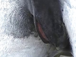 Letting A Horse Fuck Me What Kind Of Woman Was I I