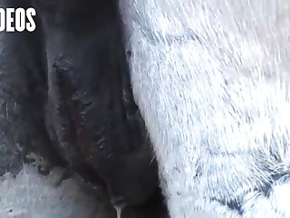 Letting A Horse Fuck Me What Kind Of Woman Was I I