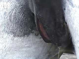 Letting A Horse Fuck Me What Kind Of Woman Was I I
