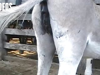 Letting A Horse Fuck Me What Kind Of Woman Was I I