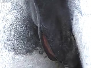 Letting A Horse Fuck Me What Kind Of Woman Was I I