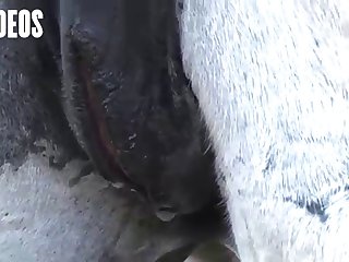 Letting A Horse Fuck Me What Kind Of Woman Was I I