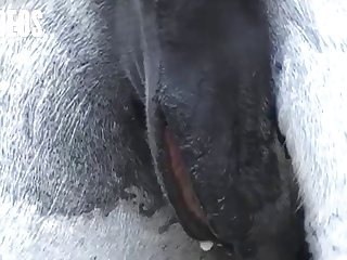 Letting A Horse Fuck Me What Kind Of Woman Was I I