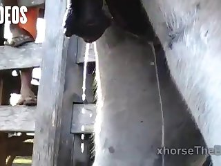 Letting A Horse Fuck Me What Kind Of Woman Was I I