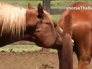 For A Long Time Now She Had Been An Avid Horsewoman