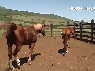 For A Long Time Now She Had Been An Avid Horsewoman