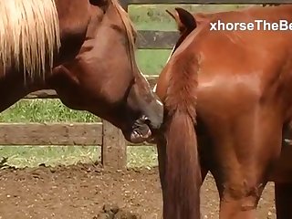 For A Long Time Now She Had Been An Avid Horsewoman