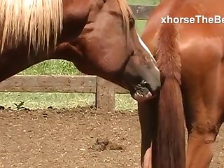 For A Long Time Now She Had Been An Avid Horsewoman
