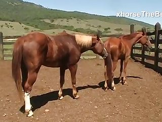 For A Long Time Now She Had Been An Avid Horsewoman