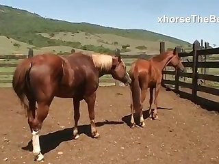 For A Long Time Now She Had Been An Avid Horsewoman