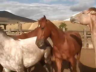 Lion Came For At Least Twenty Seconds