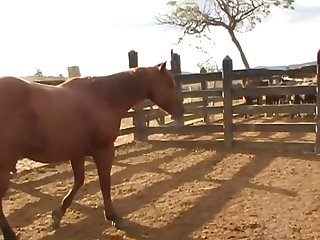 Lion Came For At Least Twenty Seconds