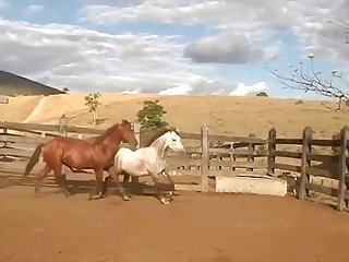 Lion Came For At Least Twenty Seconds