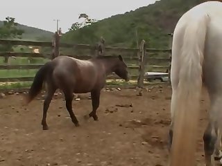 Ferently Off Towards The Barn Doors