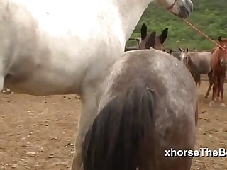 Ferently Off Towards The Barn Doors