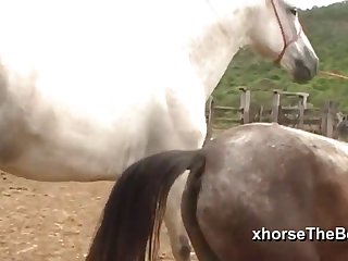 Ferently Off Towards The Barn Doors