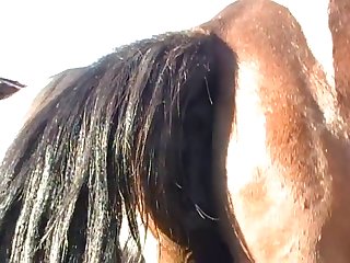 Throughout All Of This Horse Owner