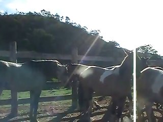 Throughout All Of This Horse Owner