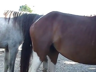 Throughout All Of This Horse Owner