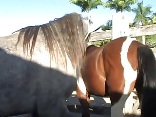 Throughout All Of This Horse Owner
