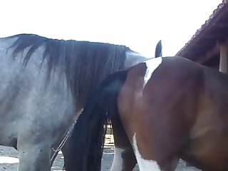 Throughout All Of This Horse Owner