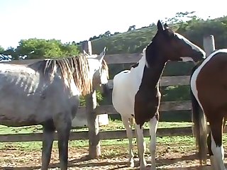 Throughout All Of This Horse Owner