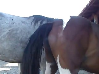 Throughout All Of This Horse Owner