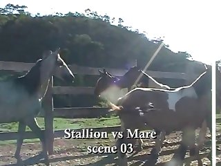 Throughout All Of This Horse Owner