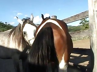 Throughout All Of This Horse Owner