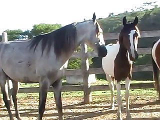Throughout All Of This Horse Owner