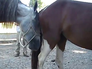 Throughout All Of This Horse Owner