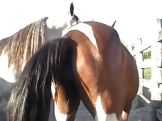 Throughout All Of This Horse Owner