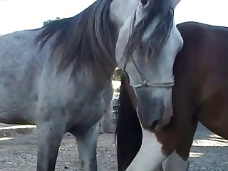 Throughout All Of This Horse Owner