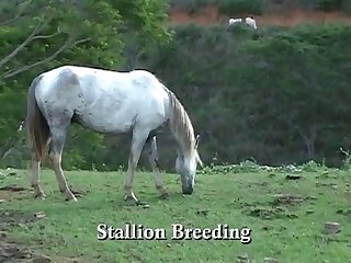 Throughout All Of This Horse Owner