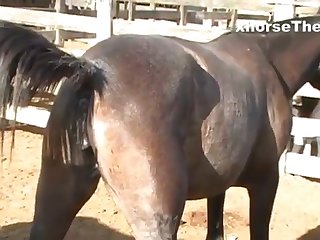 Waiting Mare’s Pussy