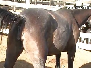 Waiting Mare’s Pussy