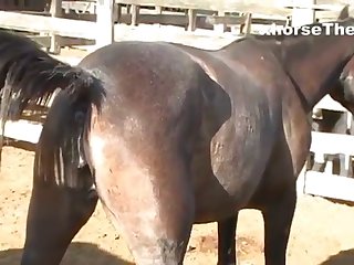 Waiting Mare’s Pussy