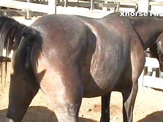 Waiting Mare’s Pussy