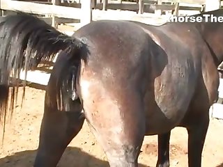Waiting Mare’s Pussy