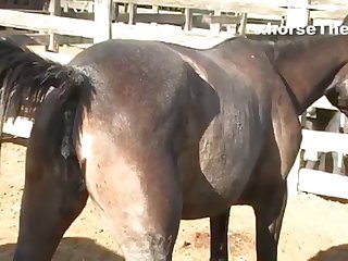 Waiting Mare’s Pussy