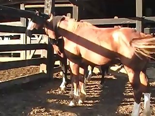 There I Was Laying There With A Huge Horse Cock Up My