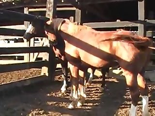 There I Was Laying There With A Huge Horse Cock Up My