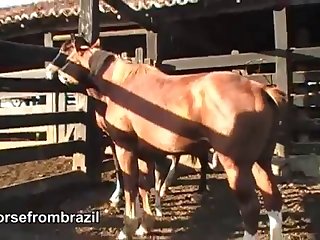There I Was Laying There With A Huge Horse Cock Up My