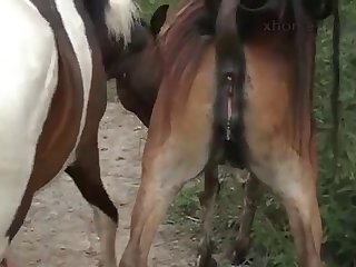 Horse's Cock Getting It Ready For Me Once Again