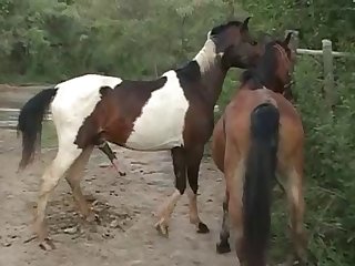 Horse's Cock Getting It Ready For Me Once Again