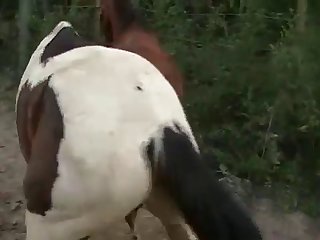 Horse's Cock Getting It Ready For Me Once Again