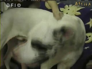 Bfi Andy And Her Super Dane Aprdv011 (part 2)