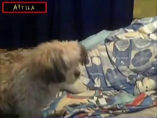 1831 Teen On Webcam Dog Like Pussy Part 6