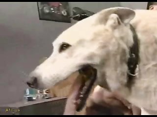 Xxx Animal Grandma's Goat Sex Farm Part 7